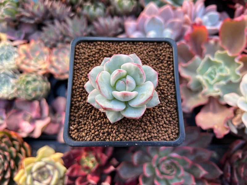 squiggly succulent Sedeveria 'Pudgy' Variegated 1