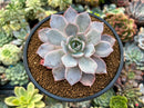 Echeveria 'Pinglu' 2"-3" Succulent Plant