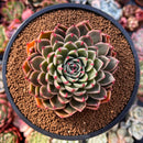 Echeveria Agavoides 'Rudolph' 4" Succulent Plant