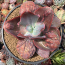 Echeveria 'Lilac Frost' 7"-8" Extra Large Specimen Succulent Plant