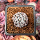 Echeveria 'Grayrosa' 1" Succulent Plant
