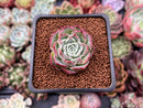 Echeveria sp. 2" Succulent Plant