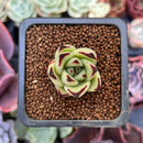 Echeveria Agavoides 'Ebony' Seedling 1" Succulent Plant