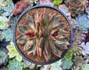 Echeveria 'Black Queen' 3"-4" Double Head Succulent Plant
