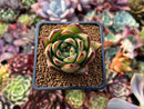 Echeveria Agavoides 'Mèngxiâng' 2" Succulent Plant
