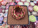 Echeveria Agavoides sp. 2" Succulent Plant