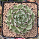Echeveria Agavoides 'Black Cat' 3"-4" Succulent Plant