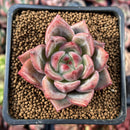 Echeveria 'Charlotte' 2" Succulent Plant