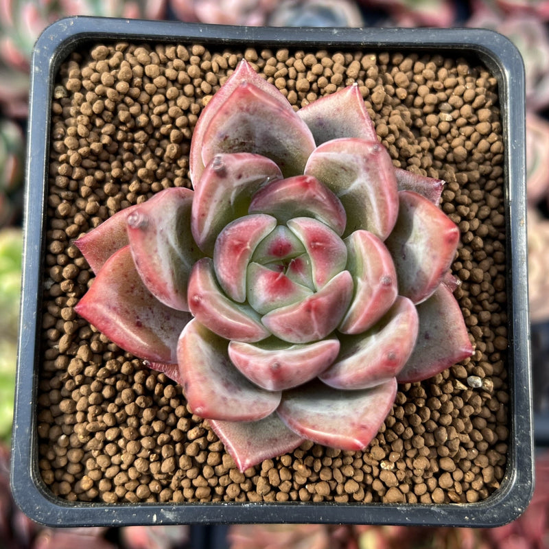 charlotte succulents Echeveria 'Charlotte' 2" Succulent Plant