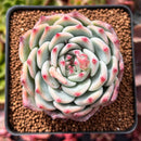 Echeveria 'Chihuahuaensis' 2"-3" Cluster Succulent Plant