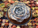 Echeveria 'Laui' x 'Lindsayna' 4" Powdery Succulent Plant