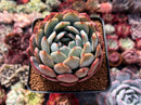 Echeveria 'Starmark' 4" Succulent Plant