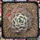 Echeveria sp. 3" Succulent Plant