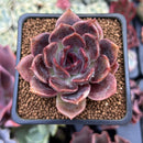 Echeveria 'Dark Chocolate' 2" Succulent Plant