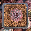 Echeveria Hybrid sp. 1" Succulent Plant