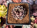 Echeveria Hybrid sp. 1"-2" Succulent Plant