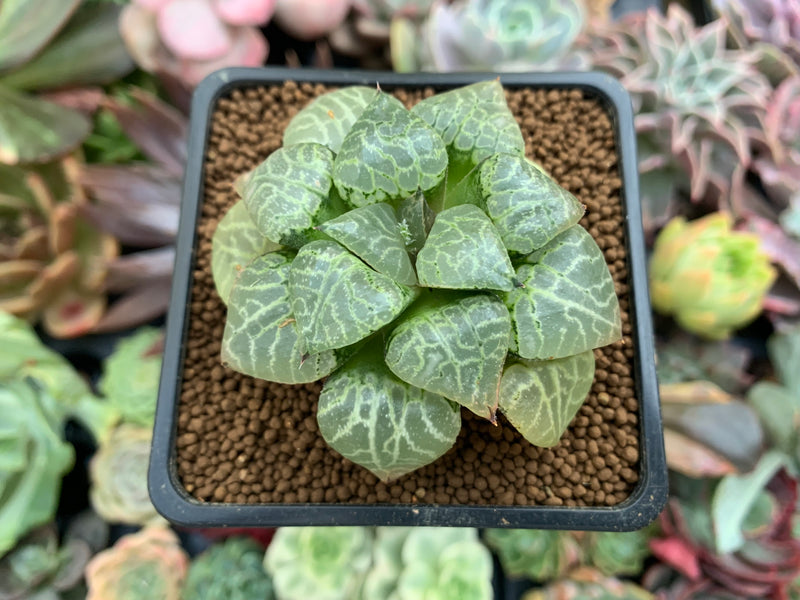 haworthia succulent plant Haworthia Comptoniana 'Suishou' 2