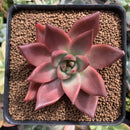Echeveria Agavoides 'Romeo' 3" Succulent Plant
