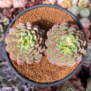 Echeveria 'Red Top' 4" Cluster Succulent Plant