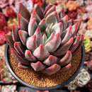 Echeveria 'Tremolo' Hybrid 5" Succulent Plant