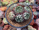 Echeveria sp. 6" Cluster Succulent Plant