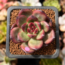 Echeveria Agavoides 'Tim' 1" Succulent Plant