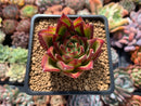Echeveria Agavoides 'Lipstick' 2" Succulent Plant