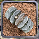 Haworthia Truncata 2" Succulent Plant