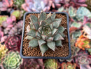 Echeveria 'Purpusorum' White Form 2" *Cutting* Succulent Plant