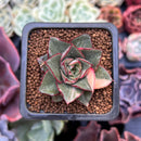 Echeveria 'Monocerotis' Variegated 1" Succulent Plant
