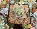 Echeveria Agavoides 'White Knight' 3" Succulent Plant