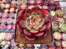 Echeveria Agavoides 'Salu' 3" Succulent Plant