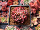 Echeveria 'Sabarez' 2" Cluster Succulent Plant