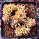 Echeveria Agavoides 'Maria' Crested 3" Succulent Plant