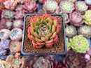 Echeveria Agavoides 'Happy' 2" Succulent Plant