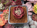 Echeveria 'Red Tan' 1" Succulent Plant
