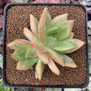 Echeveria 'Rainbow Charlotte' 2" Succulent Plant