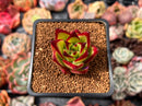 Echeveria Agavoides 'Lip Stick' 2" Succulent Plant