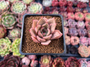 Echeveria 'Lilacina' x 'Rubin' Hybrid 1" New Hybrid Succulent Plant