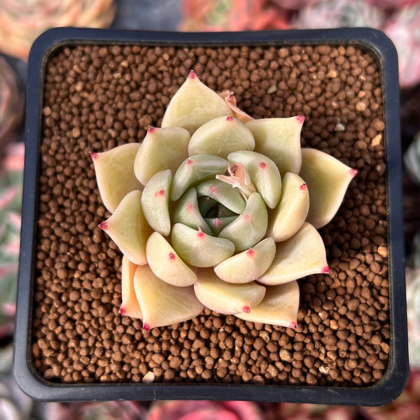 Echeveria 'Lilacina' x 'Rubin' Hybrid 1"-2" Succulent Plant