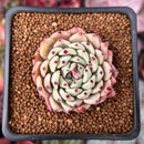 Echeveria 'Zaragoza' 2" Succulent Plant