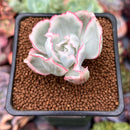 Echeveria 'Berkley Light' Variegated 1” Succulent Plant