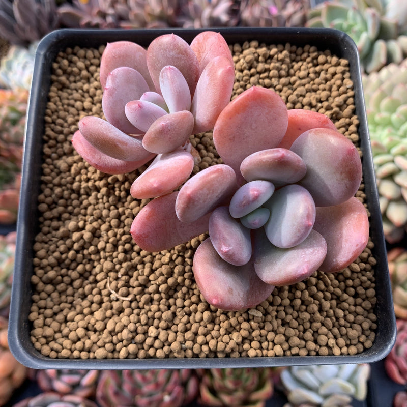 cinderella succulent Echeveria 'Cinderella' 3" Succulent Plant