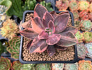 Echeveria 'Hanaikada' Variegated 2"-3" Succulent Plant