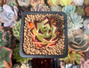 Echeveria Agavoides 'Maria' Superclone 1" Succulent Plant