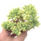 Sedum Cornophyllum Cluster 4" Rare Succulent Plant