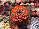Echeveria Agavoides 'Happy' 2" Succulent Plant