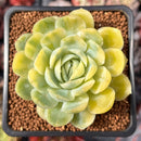 Echeveria 'Lemon Berry' Variegated 2" Succulent Plant