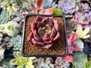 Echeveria 'Charlotte' 2" Succulent Plant