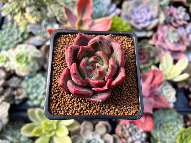 rose succulent plants for sale Echeveria 'Charlotte' 2" Succulent Plant